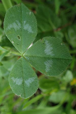 Trifolium clypeatum \ Schild-Klee / Helmet Clover, Shield Clover, Rhodos/Rhodes Archangelos 17.3.2023