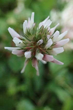 Trifolium repens \ Wei-Klee, Weiklee / White Clover, Rhodos Stegna 17.3.2023