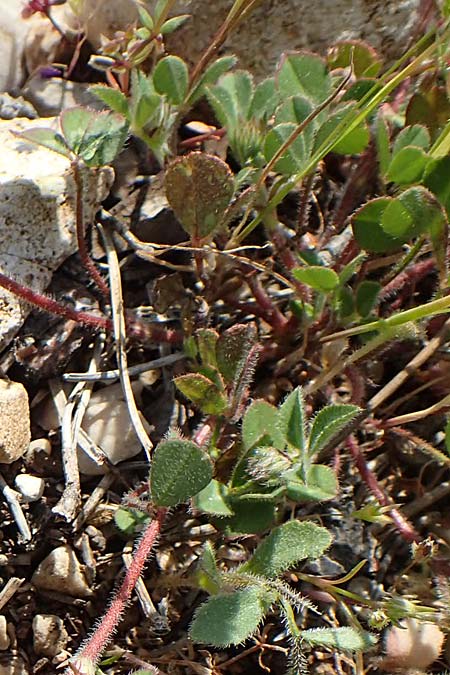 Trifolium scabrum \ Rauer Klee / Rough Clover, Rhodos Monolithos 31.3.2019