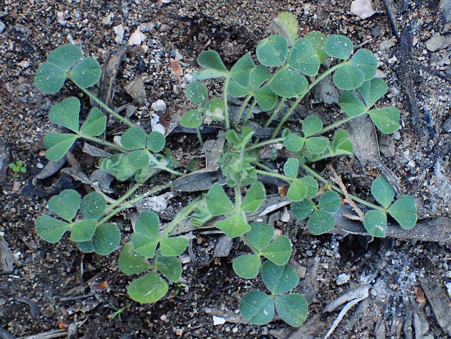 Trifolium suffocatum ? \ Schm&auml;chtiger Klee / Suffocated Clover, Rhodos/Rhodes Moni Kamiri 19.3.2023