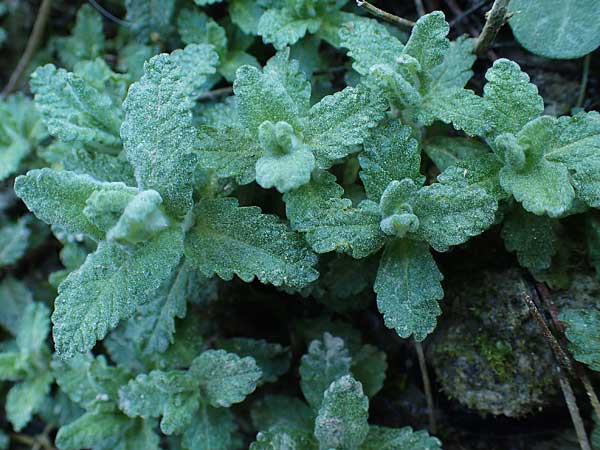 Teucrium scordium subsp. scordioides \ Lauch-Gamander / Water Germander, Rhodos Feraklos Castle 26.3.2023