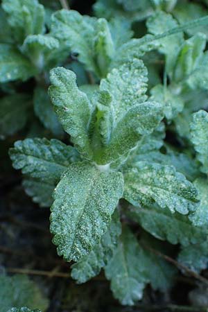Teucrium scordium subsp. scordioides \ Lauch-Gamander / Water Germander, Rhodos Feraklos Castle 26.3.2023