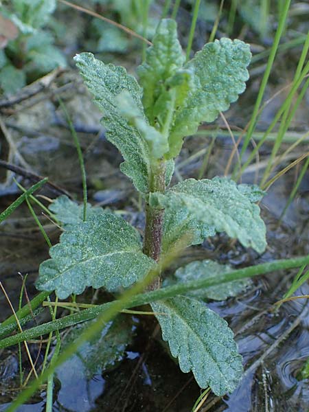 Teucrium scordium subsp. scordioides \ Lauch-Gamander / Water Germander, Rhodos Feraklos Castle 26.3.2023