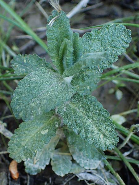 Teucrium scordium subsp. scordioides \ Lauch-Gamander / Water Germander, Rhodos Feraklos Castle 26.3.2023