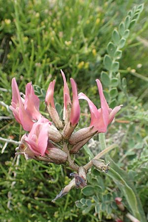 Astragalus spruneri \ Spruners Tragant / Spruner's Milk-Vetch, Rhodos/Rhodes Kattavia 1.4.2019