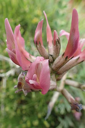 Astragalus spruneri \ Spruners Tragant / Spruner's Milk-Vetch, Rhodos/Rhodes Kattavia 1.4.2019