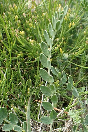 Astragalus spruneri \ Spruners Tragant / Spruner's Milk-Vetch, Rhodos/Rhodes Kattavia 1.4.2019