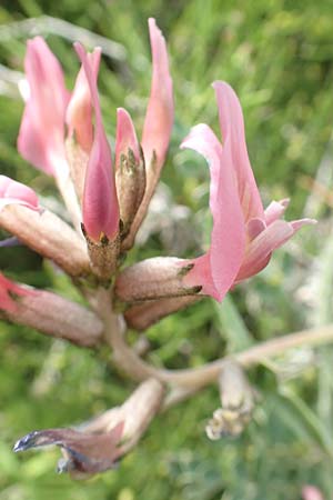 Astragalus spruneri \ Spruners Tragant / Spruner's Milk-Vetch, Rhodos/Rhodes Kattavia 1.4.2019