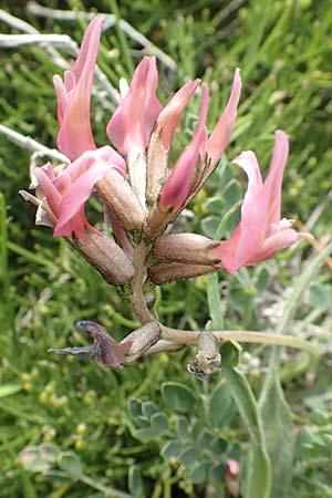 Astragalus spruneri \ Spruners Tragant / Spruner's Milk-Vetch, Rhodos/Rhodes Kattavia 1.4.2019