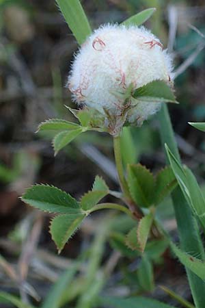 Trifolium tomentosum \ Filziger Klee / Wooly Clover, Rhodos Lindos 20.3.2023