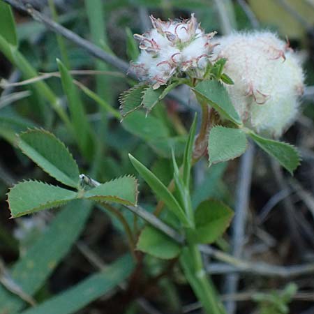 Trifolium tomentosum \ Filziger Klee / Wooly Clover, Rhodos Lindos 20.3.2023