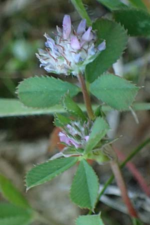 Trifolium tomentosum \ Filziger Klee / Wooly Clover, Rhodos Lindos 20.3.2023