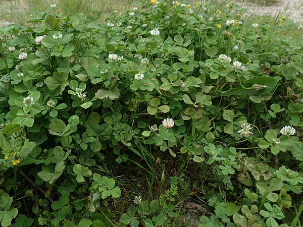 Trifolium repens \ Wei-Klee, Weiklee / White Clover, Rhodos City 28.3.2019