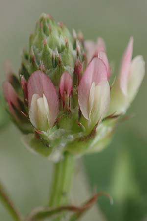 Trifolium spumosum \ Schaum-Klee / Bladder Clover, Rhodos/Rhodes Istrios 5.4.2019