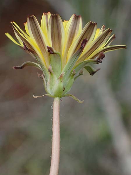 Taraxacum megalorhizon \ Dickwurzeliger L�wenzahn / Thick-Rooted Dandelion, Rhodos/Rhodes Akramitis 21.3.2023