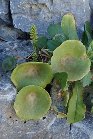Umbilicus horizontalis \ Waagerechtes Nabelkraut / Narrow Navelwort, Rhodos/Rhodes Lindos 20.3.2023