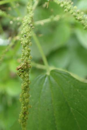 Urtica membranacea \ Geschwnzte Brenn-Nessel / Large-Leaved Nettle, Rhodos City 28.3.2019