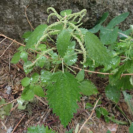 Urtica membranacea \ Geschwnzte Brenn-Nessel / Large-Leaved Nettle, Rhodos City 28.3.2019