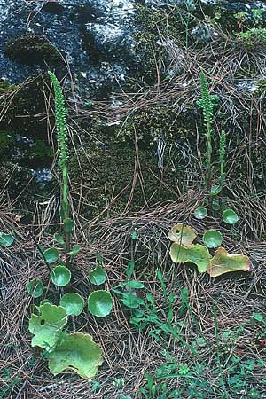 Umbilicus horizontalis \ Waagerechtes Nabelkraut / Narrow Navelwort, Rhodos/Rhodes Profitis Ilias 29.4.1987