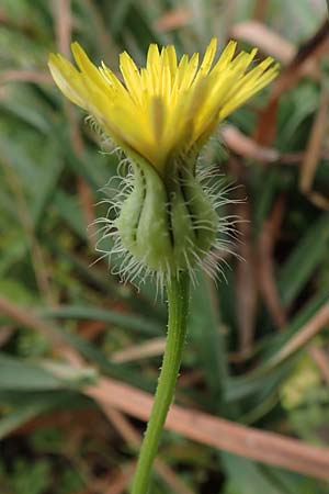Urospermum picroides \ Bitterkraut-Schwefelkpfchen / Prickly Goldenfleece, Rhodos Tsambika 30.3.2019