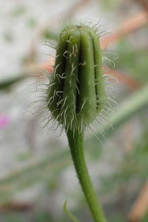 Urospermum picroides \ Bitterkraut-Schwefelkpfchen / Prickly Goldenfleece, Rhodos Tsambika 30.3.2019