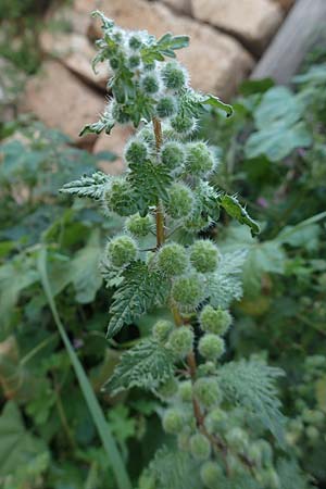 Urtica pilulifera \ Pillen-Brenn-Nessel / Roman Nettle, Rhodos Lahania 3.4.2019