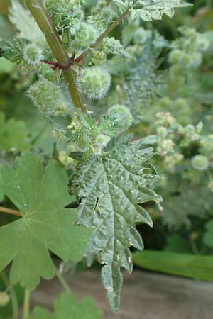 Urtica pilulifera \ Pillen-Brenn-Nessel / Roman Nettle, Rhodos Lahania 3.4.2019