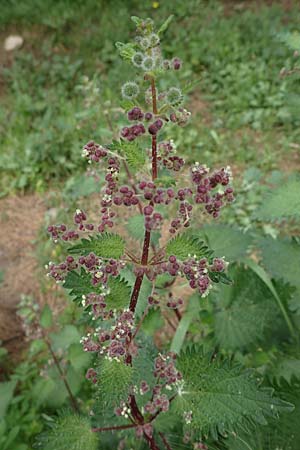 Urtica pilulifera \ Pillen-Brenn-Nessel / Roman Nettle, Rhodos Sianna 21.3.2023
