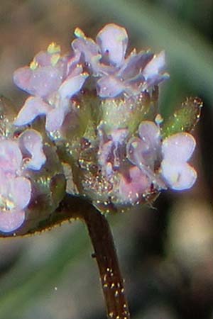 Valerianella vesicaria \ Blasen-Feld-Salat / Bladder Corn Salad, Rhodos/Rhodes Moni Artamiti 27.3.2023