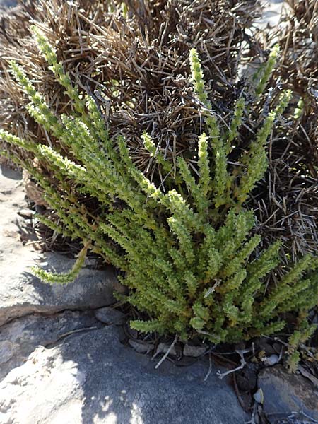 Valantia muralis \ Mauer-Schuttkraut / Wall Valantia, Rhodos/Rhodes Prasonisi 26.3.2019