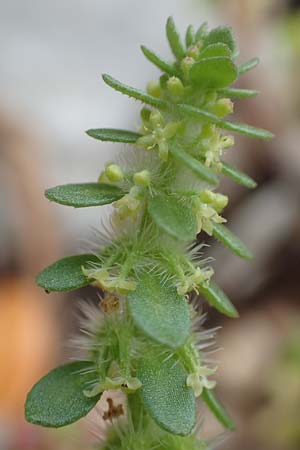 Valantia hispida \ Steifhaariges Schuttkraut / Hairy Valantia, Rhodos/Rhodes Tsambika 30.3.2019