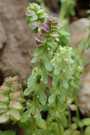 Valantia hispida \ Steifhaariges Schuttkraut / Hairy Valantia, Rhodos/Rhodes Tsambika 30.3.2019
