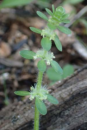 Valantia hispida \ Steifhaariges Schuttkraut / Hairy Valantia, Rhodos/Rhodes Profitis Ilias 2.4.2019