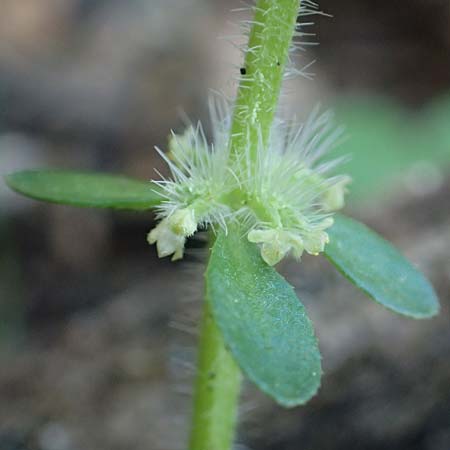 Valantia hispida \ Steifhaariges Schuttkraut / Hairy Valantia, Rhodos/Rhodes Profitis Ilias 2.4.2019