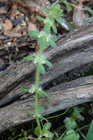Valantia hispida \ Steifhaariges Schuttkraut / Hairy Valantia, Rhodos/Rhodes Profitis Ilias 2.4.2019