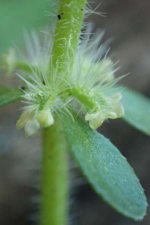 Valantia hispida \ Steifhaariges Schuttkraut / Hairy Valantia, Rhodos/Rhodes Profitis Ilias 2.4.2019