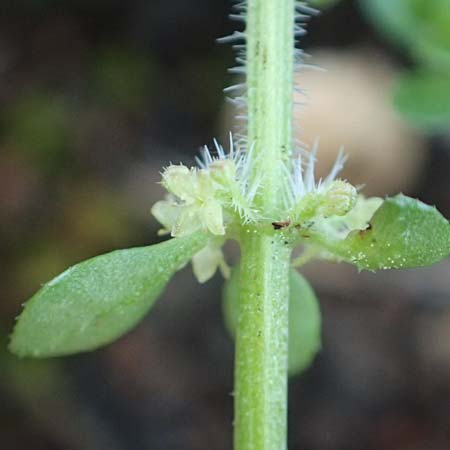 Valantia hispida \ Steifhaariges Schuttkraut / Hairy Valantia, Rhodos/Rhodes Profitis Ilias 2.4.2019
