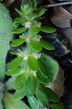 Valantia hispida, Steifhaariges Schuttkraut