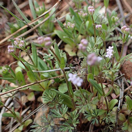 Valerianella vesicaria \ Blasen-Feld-Salat / Bladder Corn Salad, Rhodos/Rhodes Moni Artamiti 16.3.2023