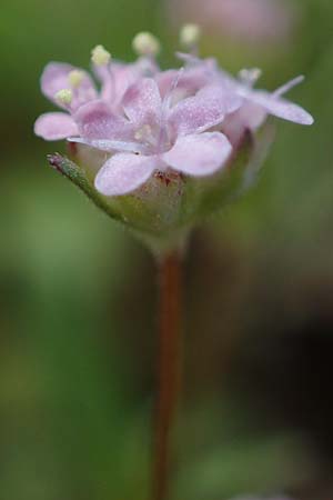 Valerianella vesicaria, Blasen-Feld-Salat