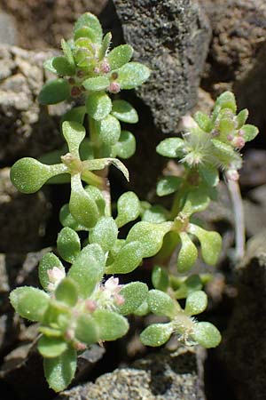 Valantia hispida \ Steifhaariges Schuttkraut / Hairy Valantia, Rhodos/Rhodes Moni Artamiti 16.3.2023