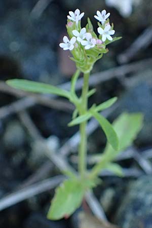 Centranthus calcitrapae \ Fuangel-Spornblume / Annual Valerian, Rhodos Moni Kamiri 19.3.2023