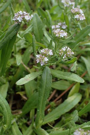 Valerianella echinata \ Stacheliger Feld-Salat / Prickly Corn Salad, Rhodos/Rhodes Kamiros 22.3.2023