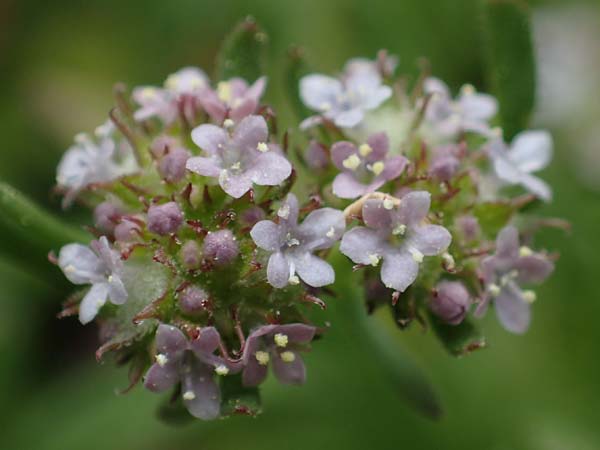 Valerianella echinata \ Stacheliger Feld-Salat / Prickly Corn Salad, Rhodos/Rhodes Kamiros 22.3.2023