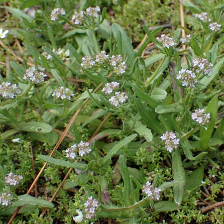 Valerianella echinata \ Stacheliger Feld-Salat / Prickly Corn Salad, Rhodos/Rhodes Kamiros 22.3.2023