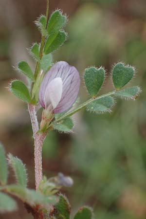 Vicia cuspidata \ Spitzbl�ttrige Wicke, Rhodos Akramitis 21.3.2023