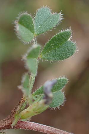 Vicia cuspidata \ Spitzbl�ttrige Wicke, Rhodos Akramitis 21.3.2023