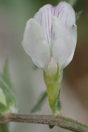 Vicia cuspidata \ Spitzbl�ttrige Wicke, Rhodos Akramitis 21.3.2023