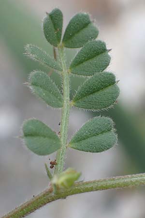 Vicia cuspidata \ Spitzbl�ttrige Wicke, Rhodos Akramitis 21.3.2023