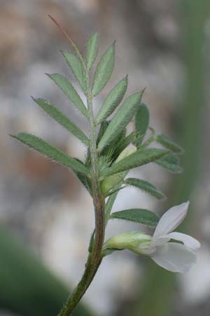 Vicia cuspidata \ Spitzbl�ttrige Wicke, Rhodos Akramitis 21.3.2023